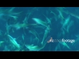 Kingfish School 4 1331